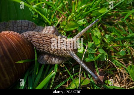 Un'ampia lumaca da giardino con una conchiglia a righe si arrampica sull'erba verde del prato Foto Stock