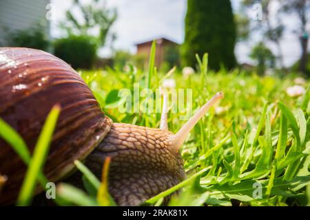 Un'ampia lumaca da giardino con una conchiglia a righe si arrampica sull'erba verde del prato Foto Stock