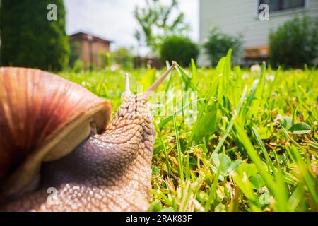 Un'ampia lumaca da giardino con una conchiglia a righe si arrampica sull'erba verde del prato Foto Stock