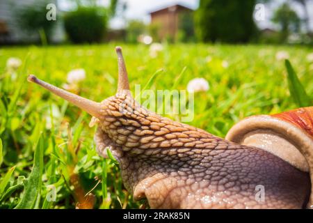 Un'ampia lumaca da giardino con una conchiglia a righe si arrampica sull'erba verde del prato Foto Stock