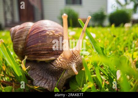 Un'ampia lumaca da giardino con una conchiglia a righe si arrampica sull'erba verde del prato Foto Stock