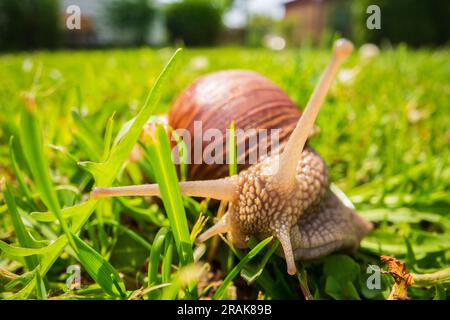 Un'ampia lumaca da giardino con una conchiglia a righe si arrampica sull'erba verde del prato Foto Stock