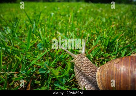 Un'ampia lumaca da giardino con una conchiglia a righe si arrampica sull'erba verde del prato Foto Stock