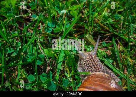 Un'ampia lumaca da giardino con una conchiglia a righe si arrampica sull'erba verde del prato Foto Stock