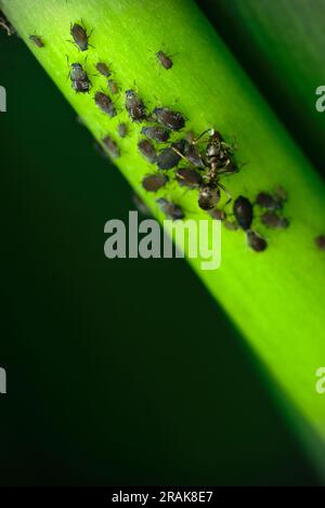 Una formica nera comune (Lasius cfr niger) che raccoglie la rugiada da afidi su un ramo verde, macro fotografia, insetti, natura, entomologia, biodiversità Foto Stock