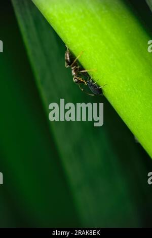 Una formica nera comune (Lasius cfr niger) che raccoglie la rugiada da afidi su un ramo verde, macro fotografia, insetti, natura, entomologia, biodiversità Foto Stock