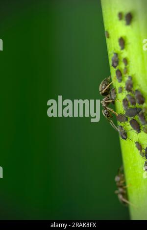 Una formica nera comune (Lasius cfr niger) che raccoglie la rugiada da afidi su un ramo verde, macro fotografia, insetti, natura, entomologia, biodiversità Foto Stock