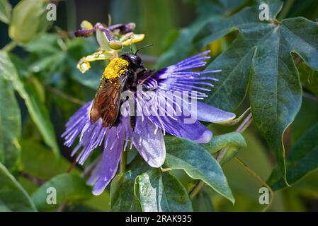 Primo piano della singola ape nera che raccoglie polline sul fiore della passione fiorito che cresce in natura nei giorni estivi Foto Stock
