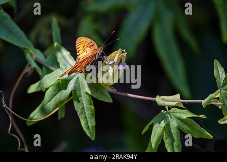 Farfalla arancione, Fritillary del Golfo (Dione vanillae) su un bocciolo di fiore della passione, Passiflora Foetida, maracuja selvatica, Nectar e impollinazione. Sfocatura dello sfondo Foto Stock