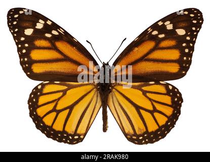 Farfalla monarca arancione (Danaus plexippus) isolata su sfondo bianco. È una farfalla di alghe lattifere (sottofamiglia Danainae) della famiglia Nymphalidae Foto Stock