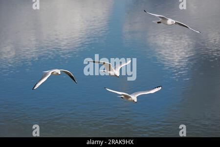 Primo piano di quattro gabbiani dalla testa nera (Chroicocephalus ridibundus) in volo (piumaggio invernale) sul fondo del mare blu Foto Stock