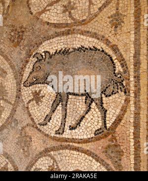 Mosaico di cinghiale sul pavimento della navata nord della chiesa bizantina di Petra 550 con mosaici bizantini Foto Stock