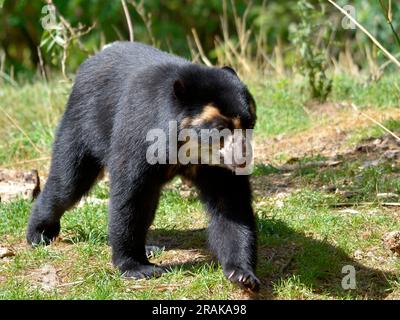 L'orso andino (Tremarctos ornatus) conosciuto anche come l'orso con gli occhiali e che cammina sull'erba Foto Stock