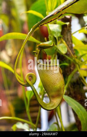 Una caraffa, Nepenthes bicalcarata Foto Stock