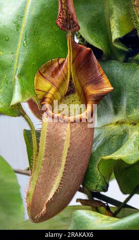 Pianta caraffa (Nepenthes veitchii x stenophylla), un ibrido naturale. Giardino botanico, KIT Karlsruhe, Germania, Europa Foto Stock