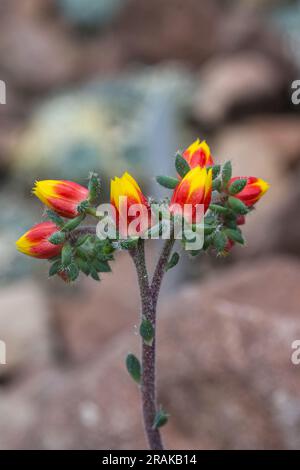 Fiore di Crassulaceae - Echeveria. KIT Karlsruhe, Baden Wuerttemberg, Germania Foto Stock