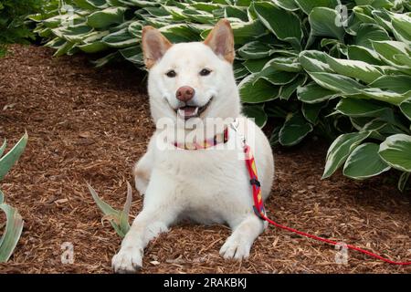 Cane Cream shiba Inu seduto a terra in giardino Foto Stock