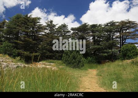 La riserva della foresta di cedri di Tannourine in Libano in una giornata luminosa. Foto Stock