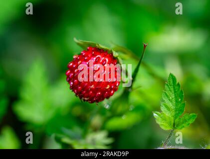 fragola selvatica nel macro shot di erba Foto Stock