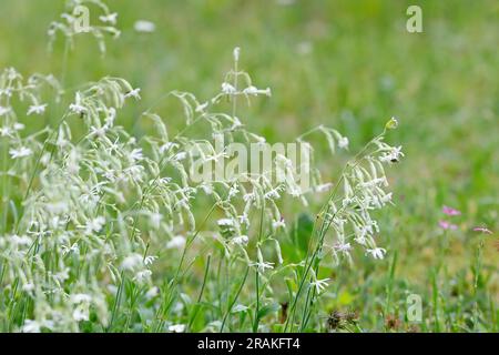 Nottingham Catxhfly fiorente con piccoli fiori bianchi Foto Stock