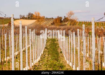 I filari di viti si trovano simmetricamente affiancati su un vigneto in Germania Foto Stock