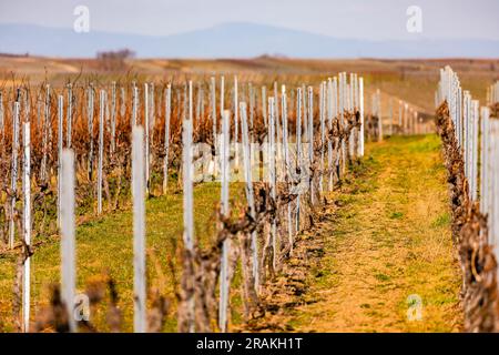 Viti e trellises su un vigneto con molte vigne formano una prospettiva punto di estinzione Foto Stock