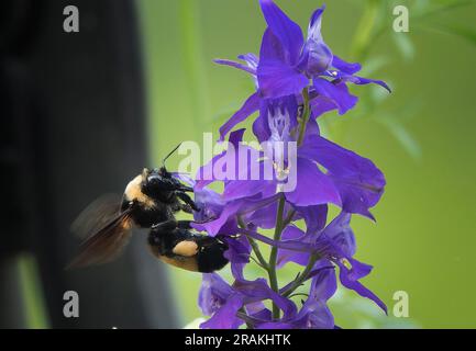 Un Bumble Bee su un Larkspur Foto Stock