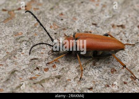 Primo piano naturale su un bulke Red-Brown Longhorn Beetle , Corymbia o Stictoleptura rubra su legno Foto Stock