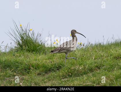 Curlew (Numenius arquata), camminando attraverso l'erba lunga, Sumburgh, Shetland Foto Stock