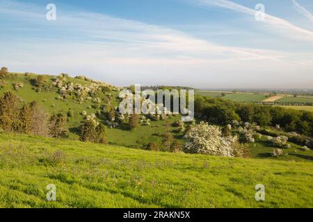 Il Warren on White Hill sopra il villaggio di Kingsclere con alberi di fiori bianchi in primavera sole mattutino, Kingsclere, Hampshire, Inghilterra, Regno Unito Foto Stock