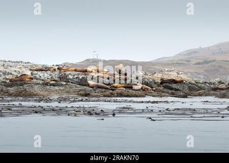 Una vista dei leoni marini di steller che si rilassano su una baia rocciosa, vista vicino alle isole San Juan nello stato di Washington. Foto Stock