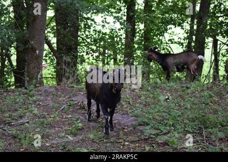 capre selvatiche nella foresta Foto Stock