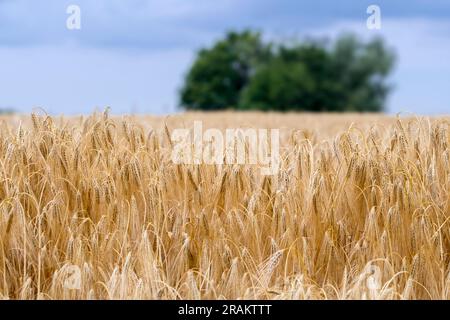 Orzo invernale maturo (Hordeum vulgare) all'inizio dell'estate, cereali utilizzati come foraggio animale e come materiale fermentabile per birra e whisky Foto Stock