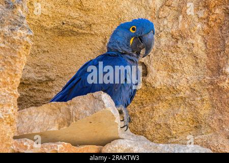 Hyacinth macaw / hyacinthine macaw (Anodorhynchus hyacinthinus) su una sporgenza rocciosa nella parete della scogliera, pappagallo originario del Sud America centrale e orientale Foto Stock