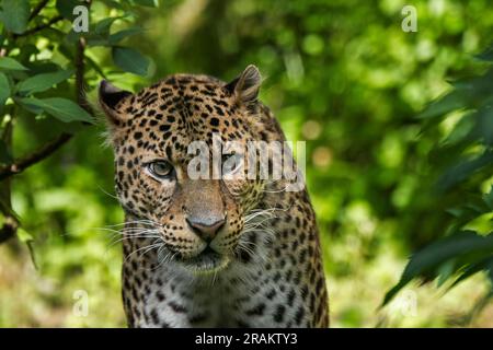 Iavan leopard (Panthera pardus melas) stalking preda nella foresta pluviale tropicale, nativo di isola indonesiana di Giava Foto Stock