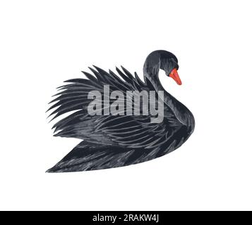 Illustrazione acquerello del cigno nero. Uccello nero disegnato a mano isolato su sfondo bianco. concetto d'amore Foto Stock