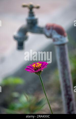 fiore di gerbera nella casa di campagna Foto Stock