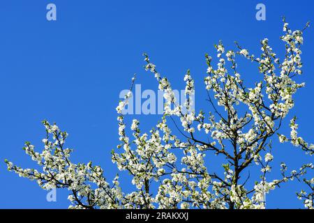 Rami di alberi da frutto bianchi in fiore contro il cielo blu nelle giornate di sole, splendida scena primaverile colorata Foto Stock