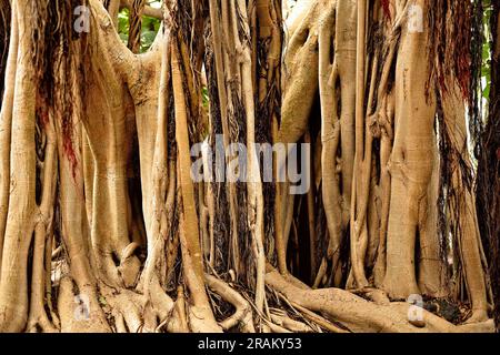 Banyan Tree (Ficus), radici aeree grafiche e tronco diviso, avventura nella giungla. Foto Stock