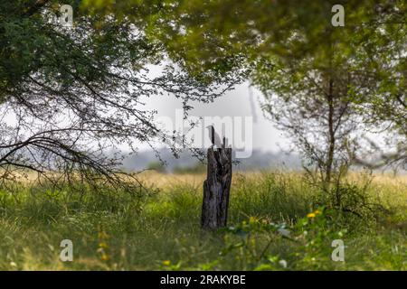 Un Coucal maggiore che riposa su un albero Foto Stock