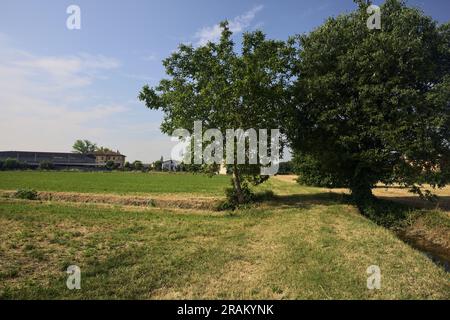 Alberi e una fossa secca in un campo in una soleggiata giornata estiva nella campagna italiana Foto Stock