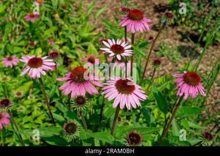 Mazzo di fiori di cono viola echinacea purpurea che cresce in un gruppo alcuni solo di apertura e alcuni completamente aperti in una giornata di sole in una via di primo piano d'estate Foto Stock