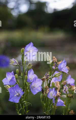 Bel fiore viola in mezzo al campo Foto Stock