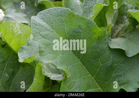 Arctium lappa - il giovane burdock parte all'inizio dell'estate Foto Stock