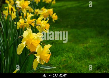 Incredibile campo di fiori di narcisi gialli nel verde giardino. sfondo primaverile, paesaggio floreale. cornice di fiori di narcisi Foto Stock