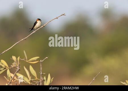 Rondine Cecropis daurica, adulto arroccato sulla diramazione, Pirang-Bonto Forest Park, Kombo East, Gambia, March Foto Stock