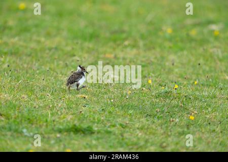 Northern lapwing Vanellus vanellus, allevamento di pulcini su prati, Crossapol, Tiree, Regno Unito, maggio Foto Stock
