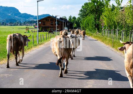 Mucche sane con campanello che vagano nelle alpi bavaresi Foto Stock