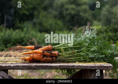 carote giovani, sporche e fresche su una tavola. Sfondo sfocato Foto Stock