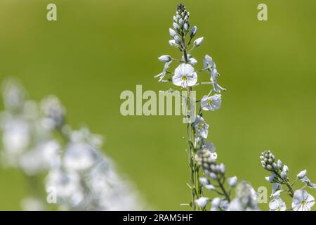 Genziana speedwell (veronica gentianoides) fiori in fiore Foto Stock